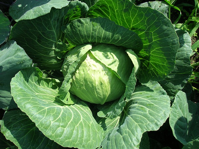 Kohl Stillen Diät